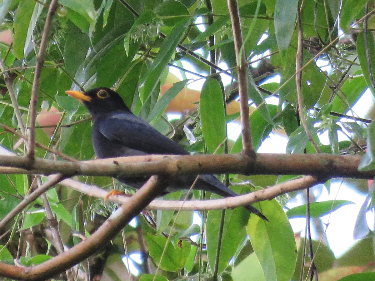 Yellow-legged Thrush - ML615252280