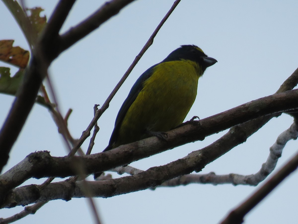 Green-throated Euphonia - ML615252292