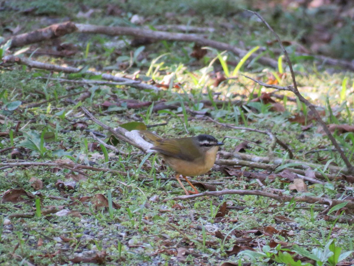 Riverbank Warbler - ML615252309