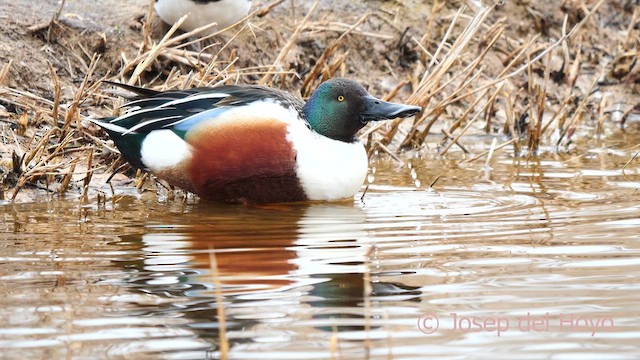 Northern Shoveler - ML615252310