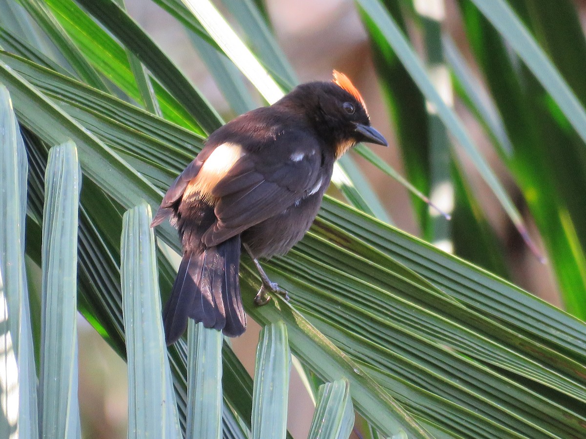 Flame-crested Tanager (Flame-crested) - ML615252342