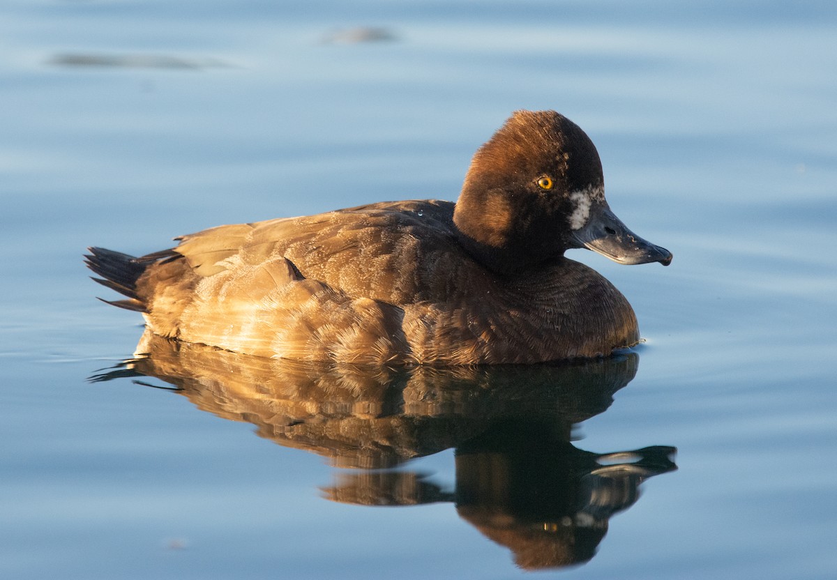 Lesser Scaup - ML615252343