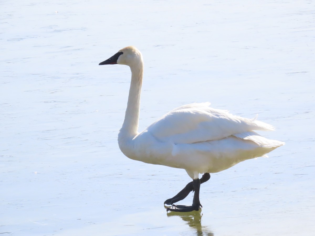 Trumpeter Swan - Mary Guell