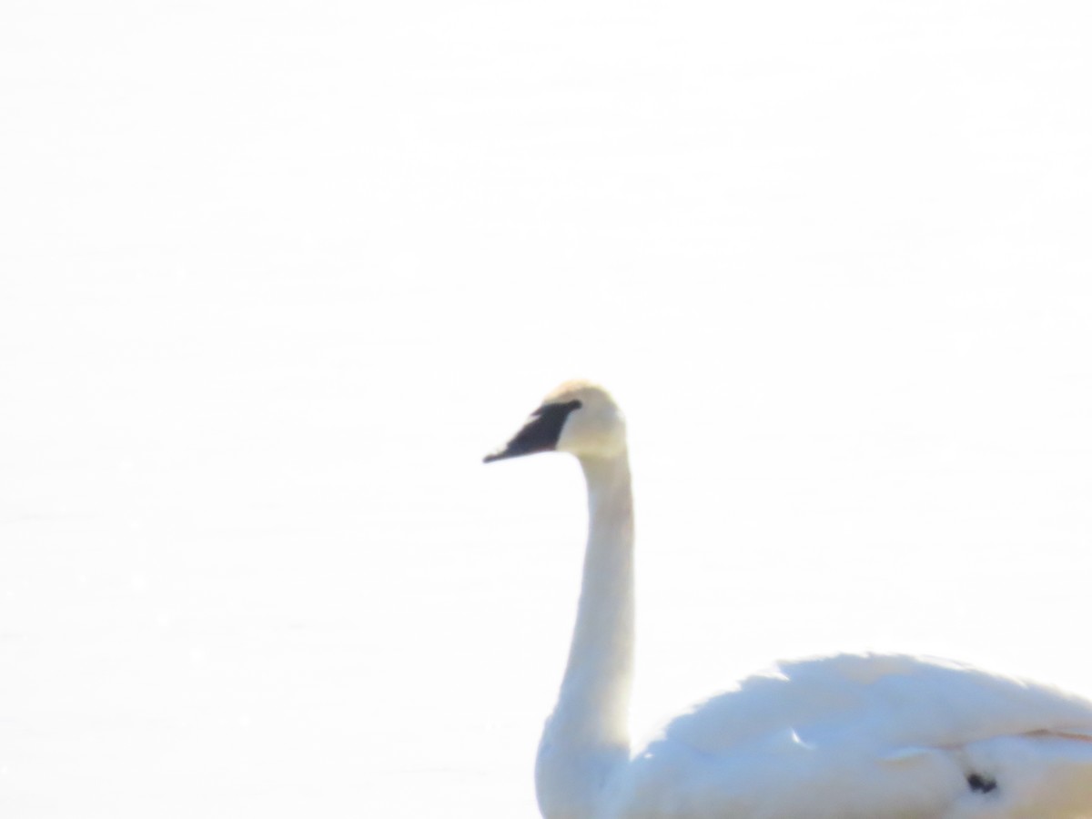 Trumpeter Swan - Mary Guell