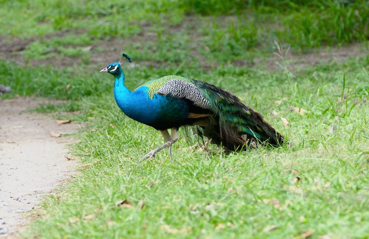 Indian Peafowl - ML615252418