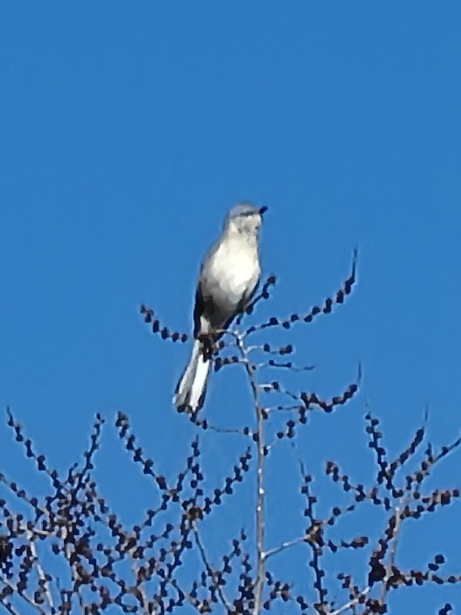 Northern Mockingbird - Steve Stump