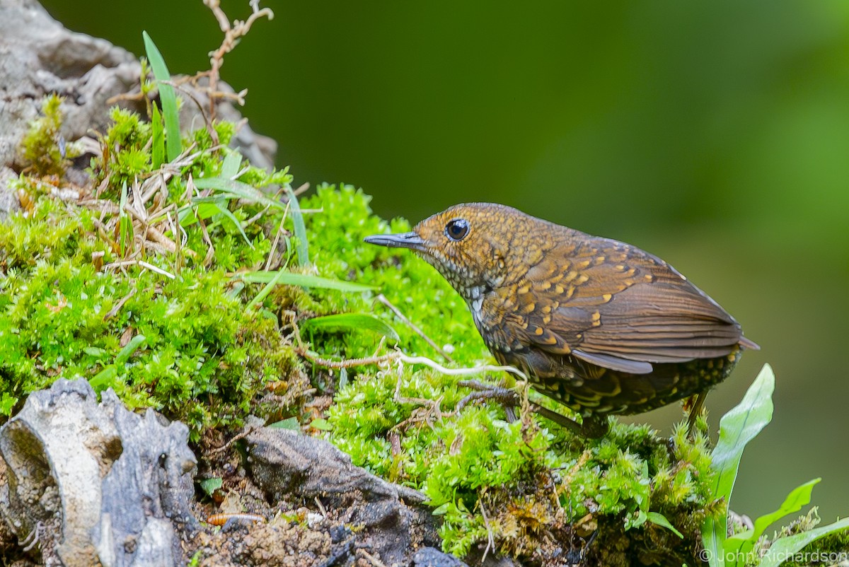 Pygmy Cupwing - John Richardson