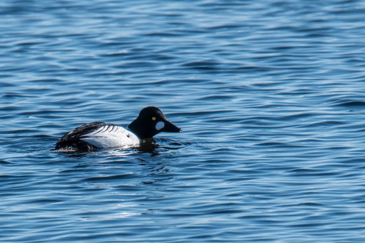 Common Goldeneye - ML615252472