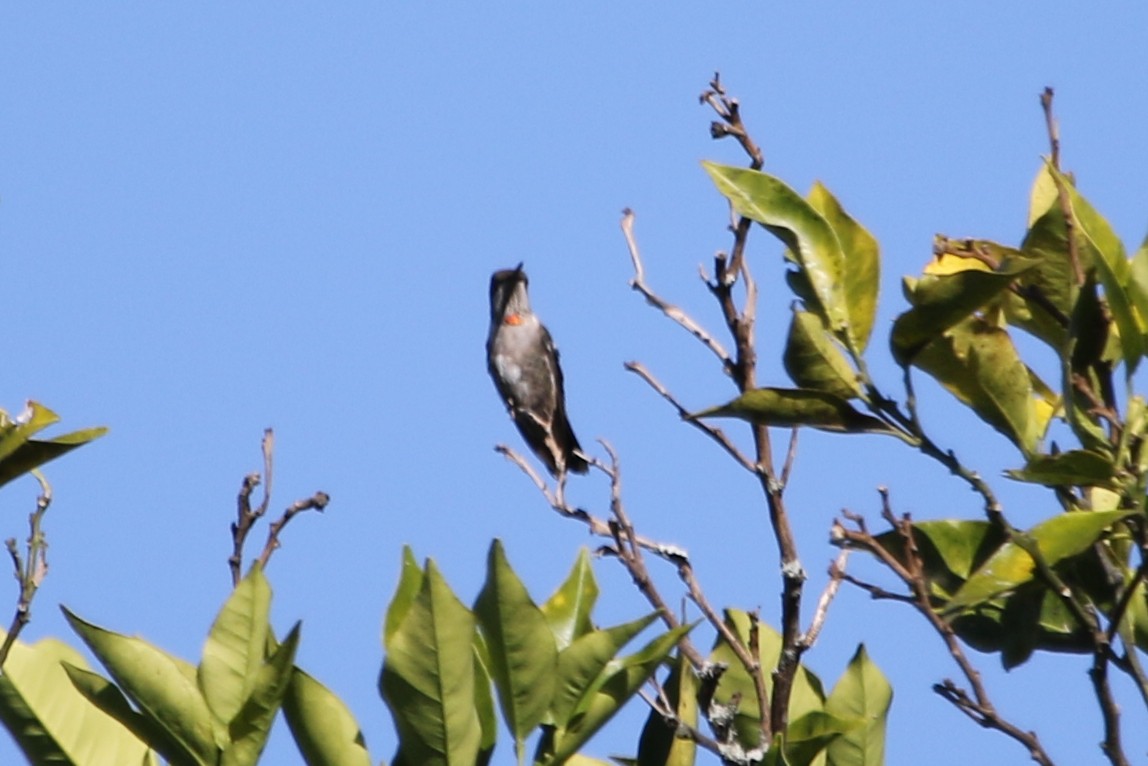 Ruby-throated Hummingbird - ML615252501