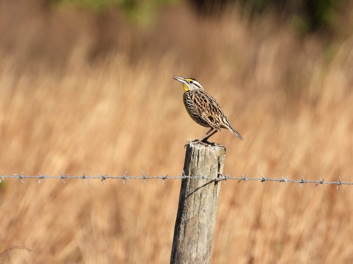 Eastern Meadowlark - ML615252517