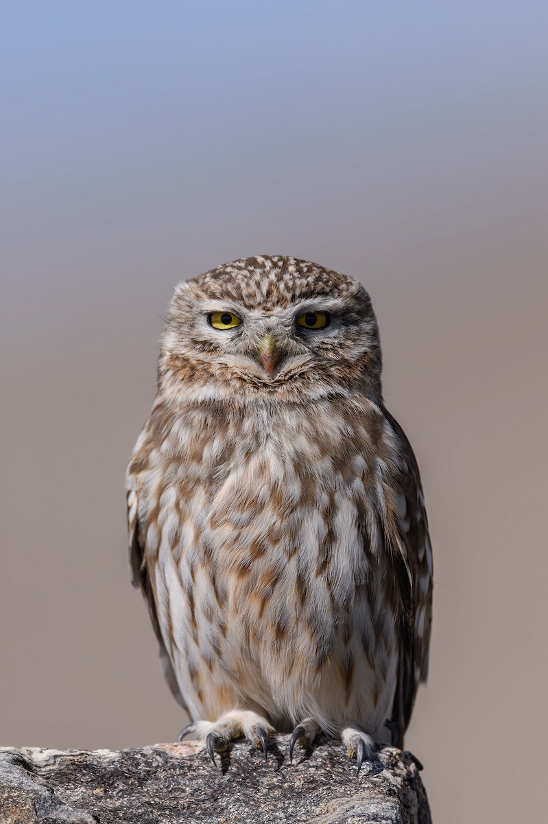Little Owl - Sudhir Paul