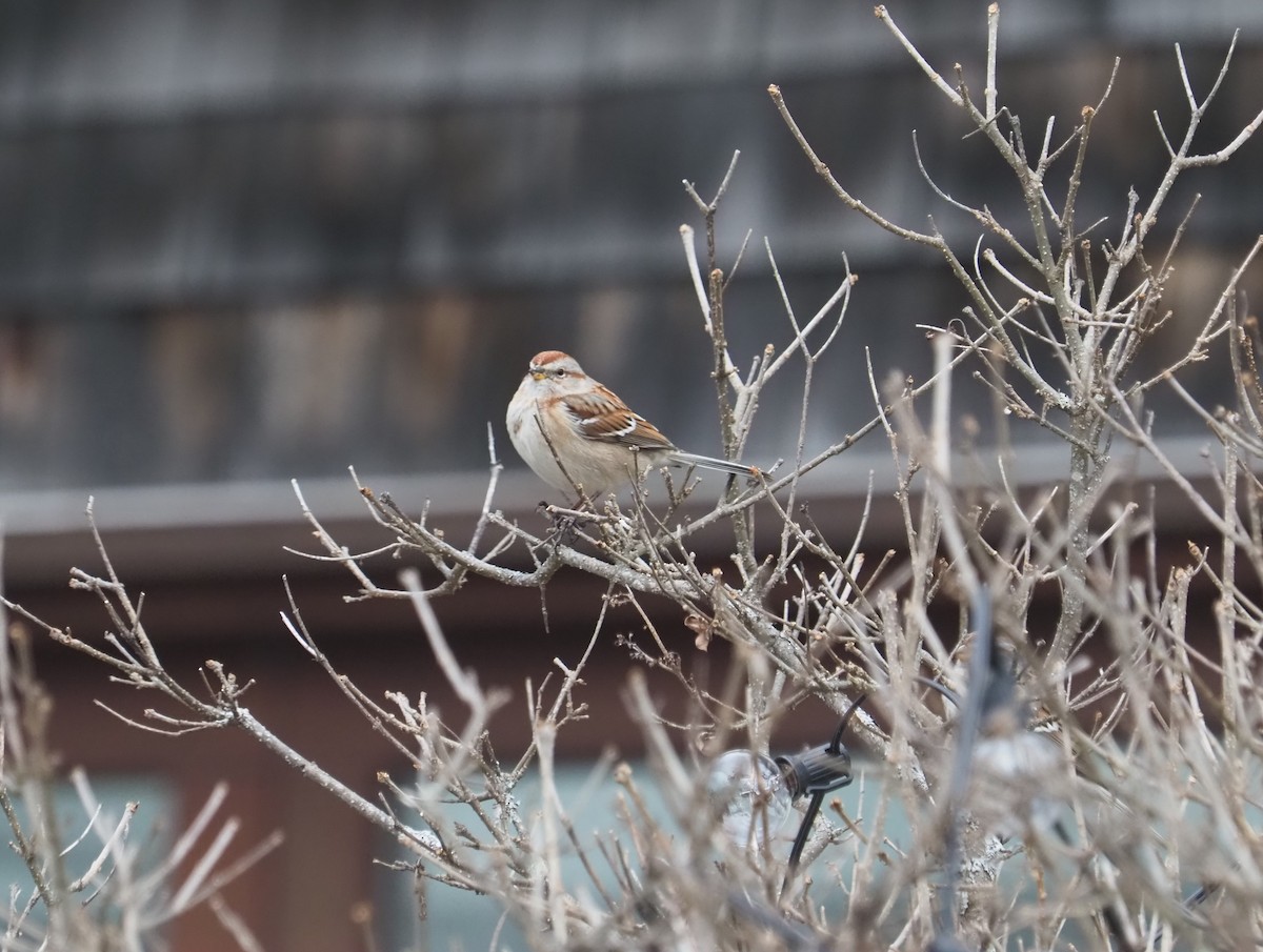 ムナフヒメドリ - ML615252564