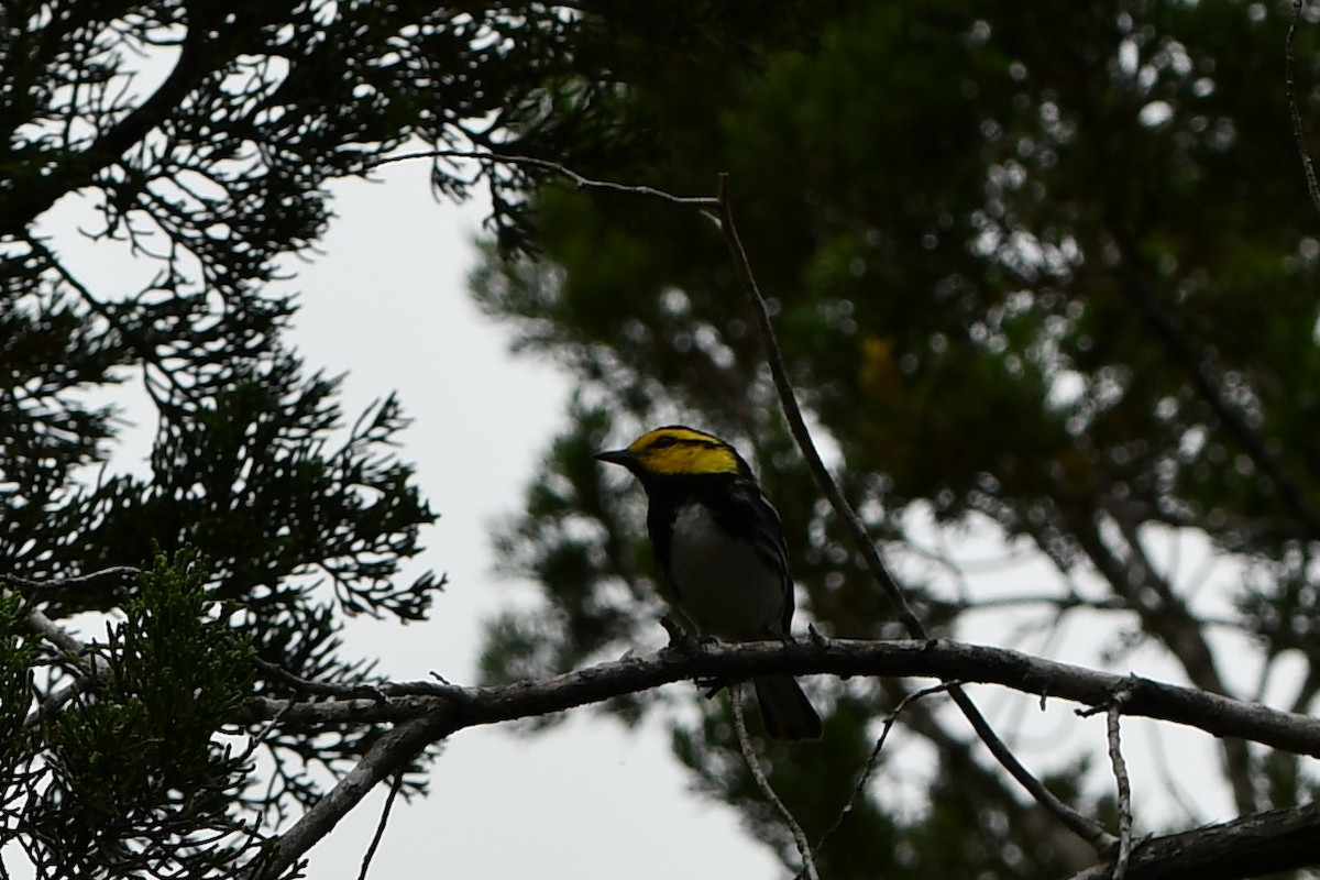 Golden-cheeked Warbler - ML615252569