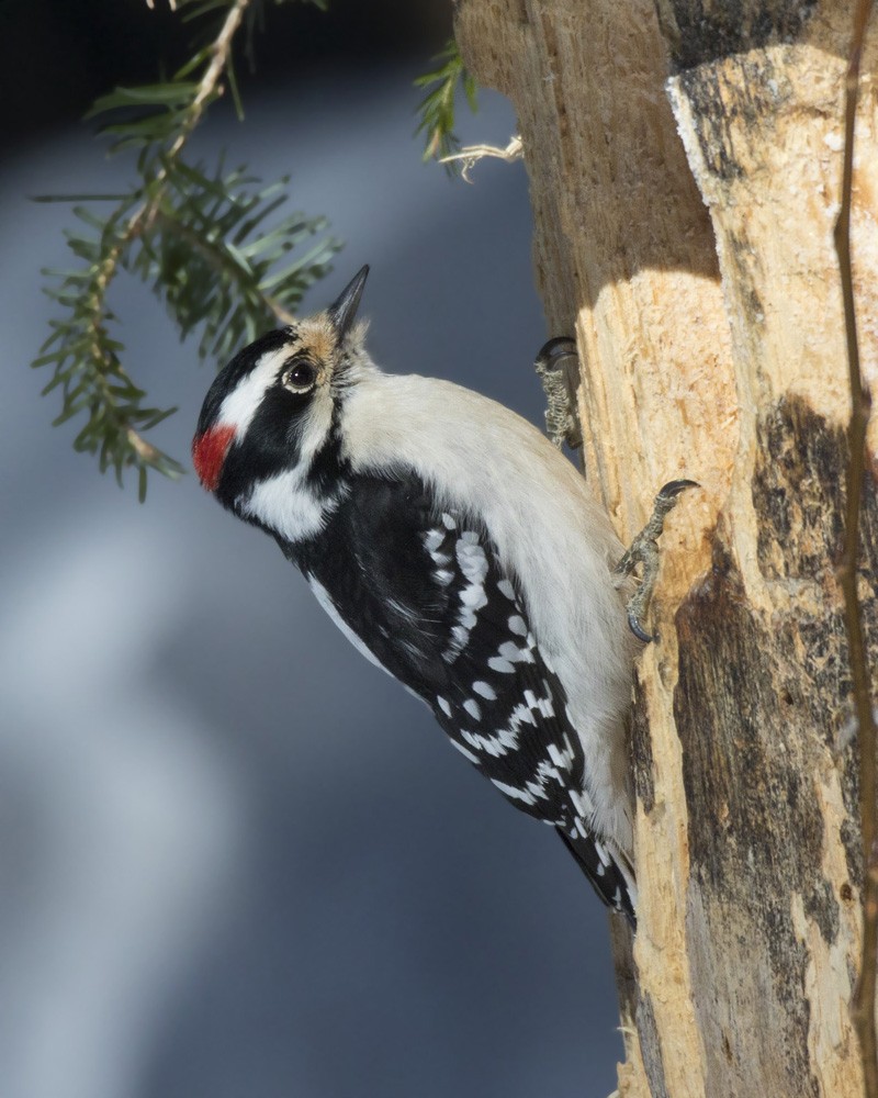 Downy Woodpecker - ML615252585