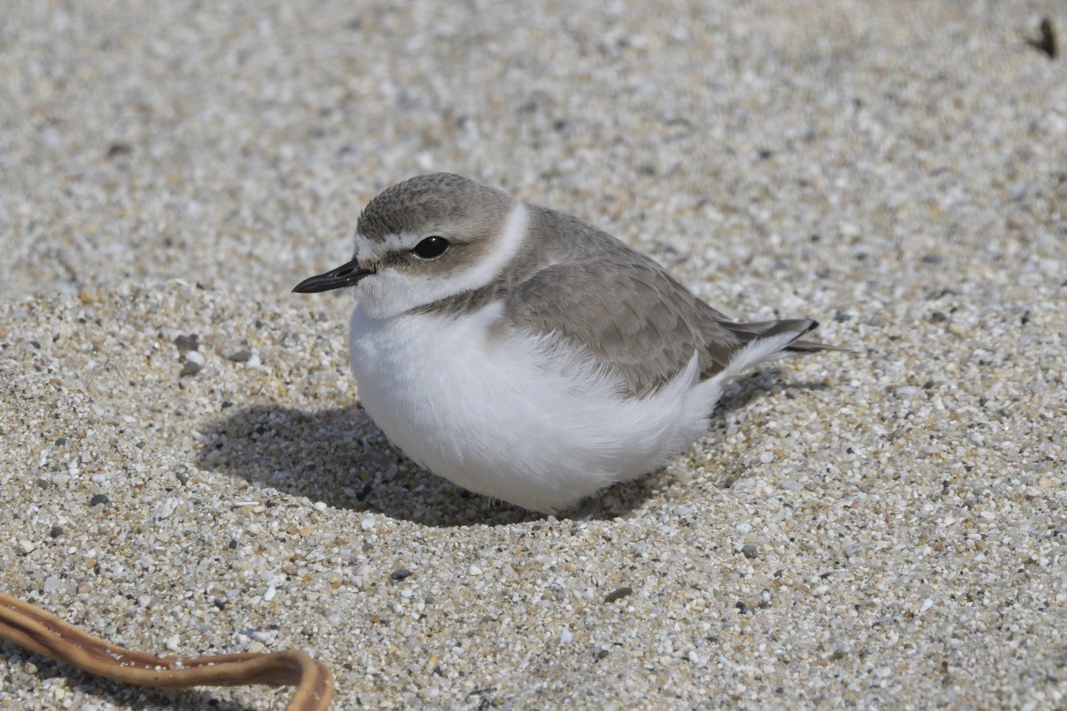 Snowy Plover - ML615252712