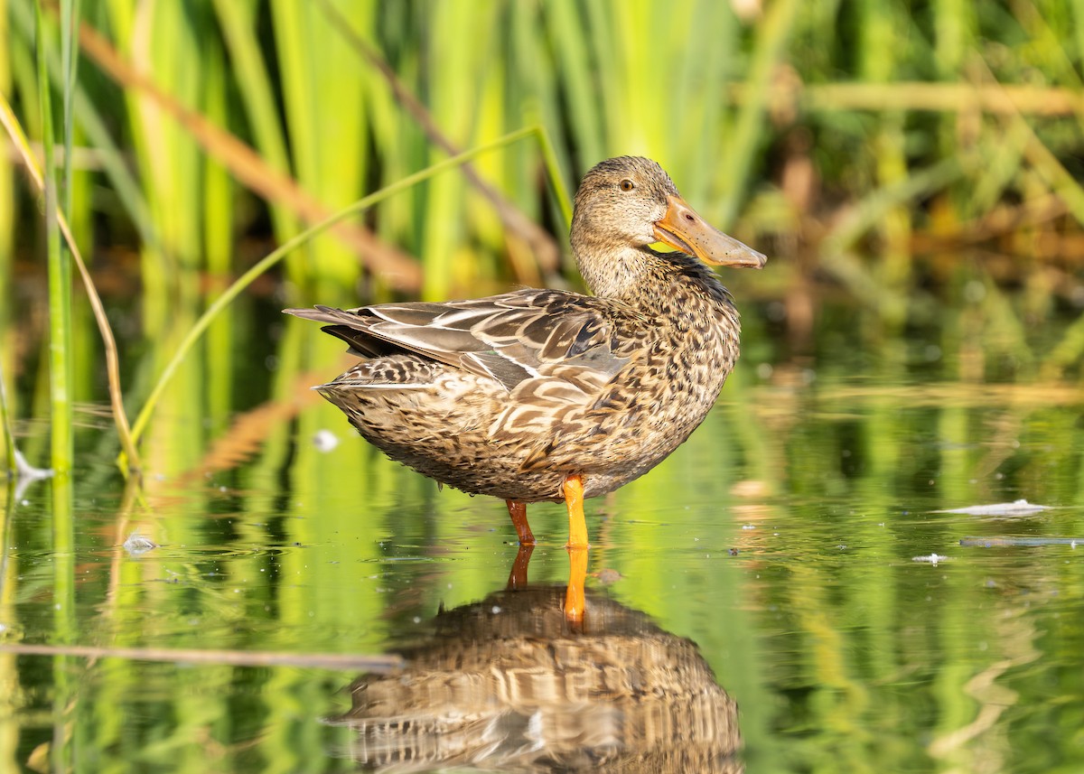 Canard souchet - ML615252751