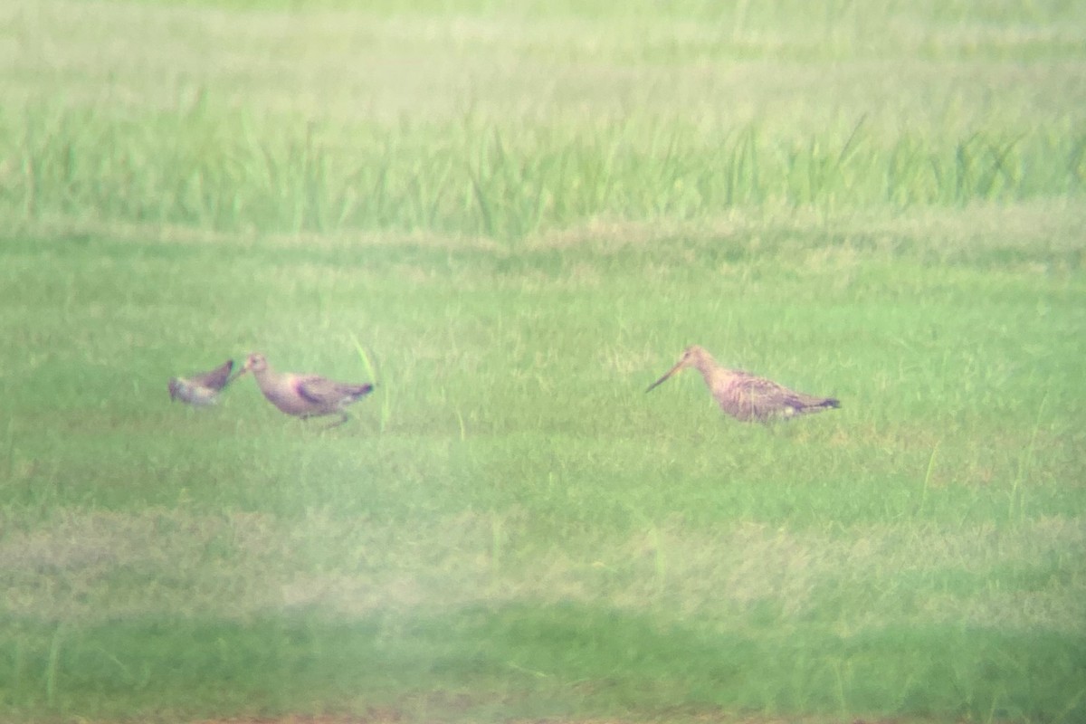 Hudsonian Godwit - Jeremy Collison