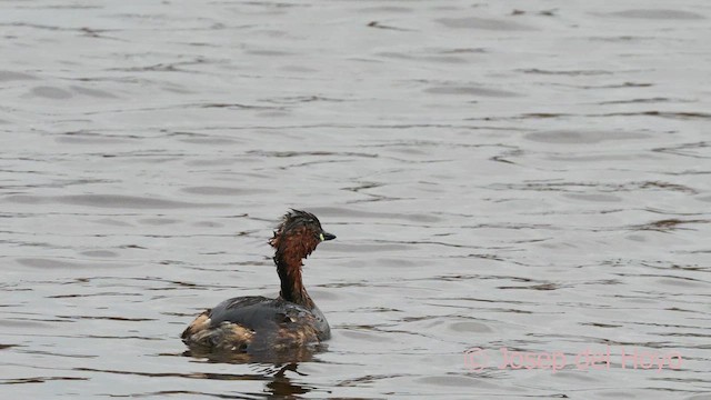 Little Grebe - ML615252861