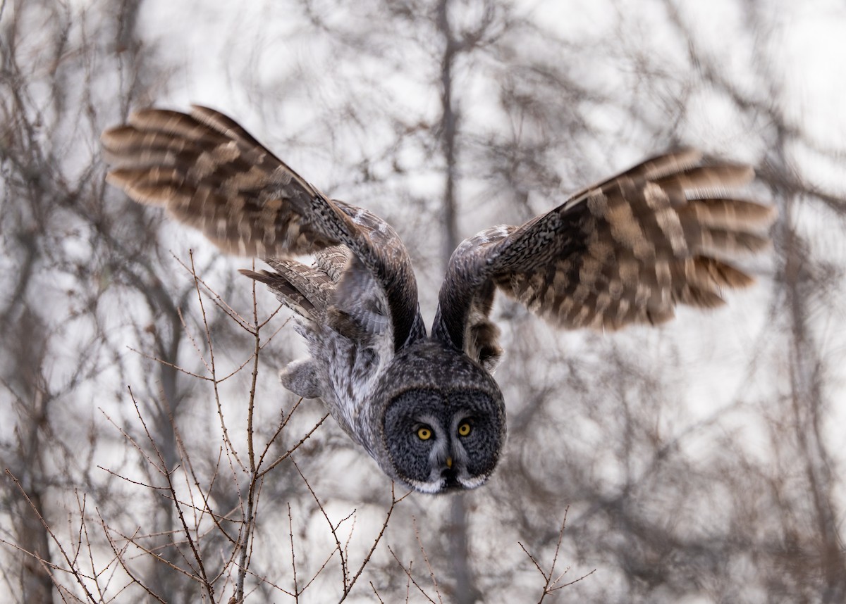 Great Gray Owl - Beth Potter