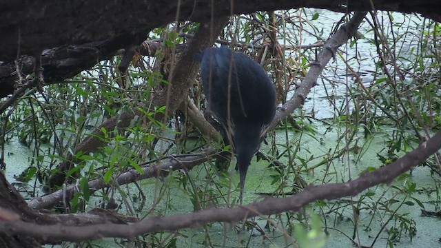 Black Bittern - ML615252881