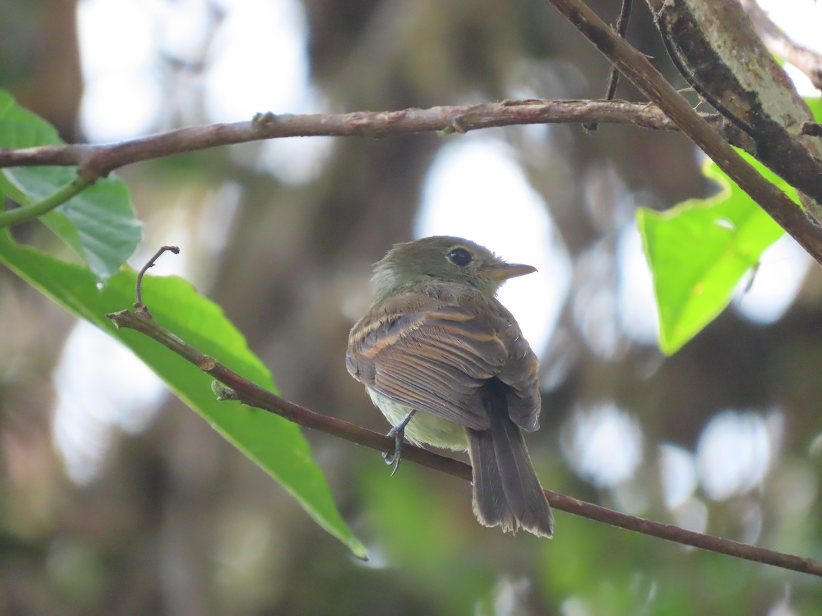 Roraiman Flycatcher - ML615252943