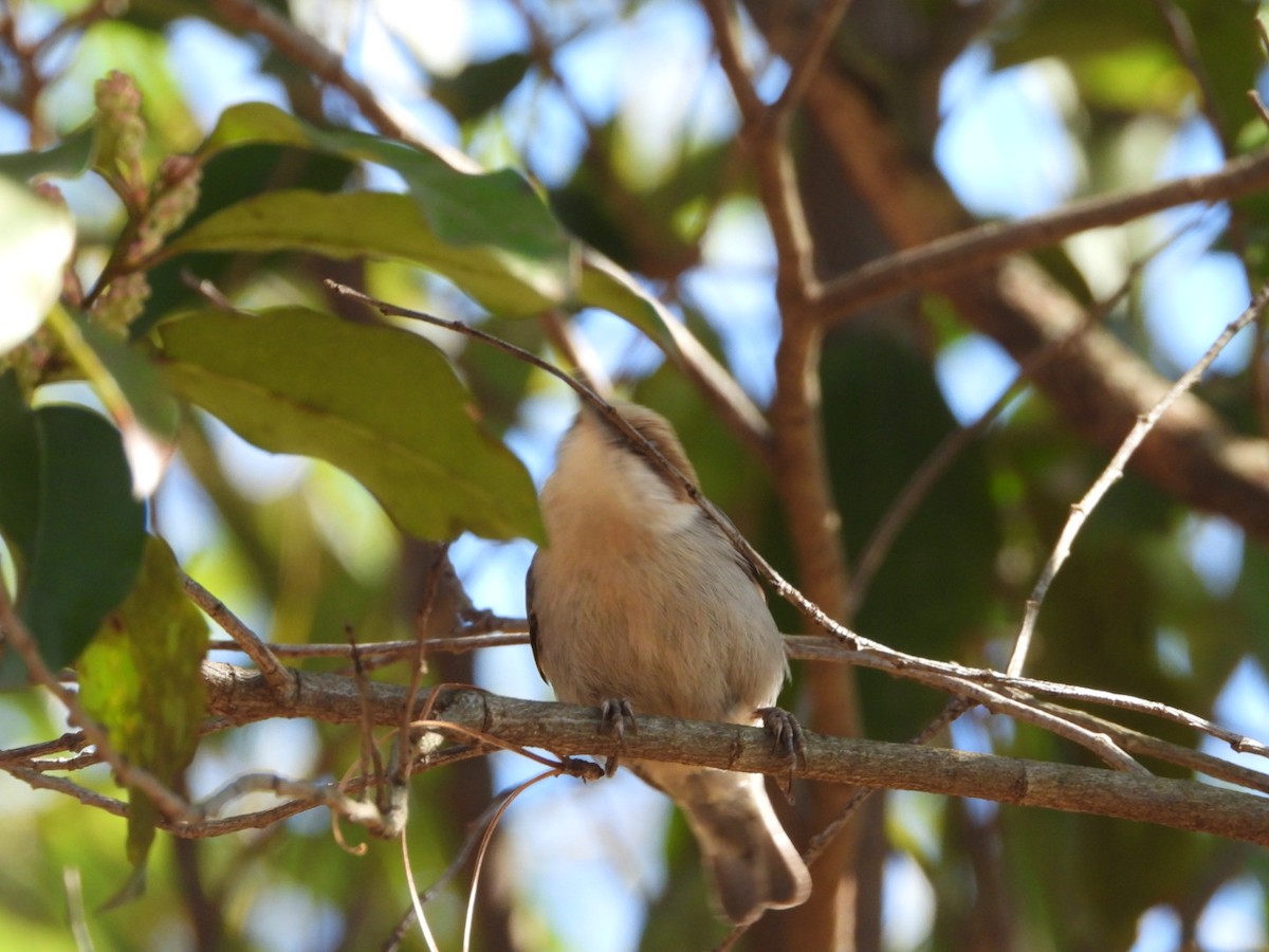 Brown-headed Nuthatch - ML615252946