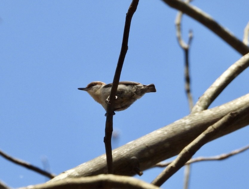 Brown-headed Nuthatch - ML615252947