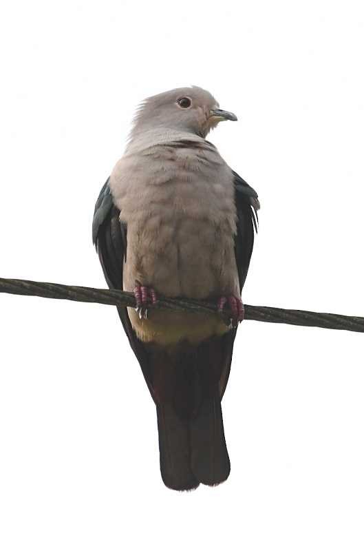 Green Imperial-Pigeon - Jay Wilbur