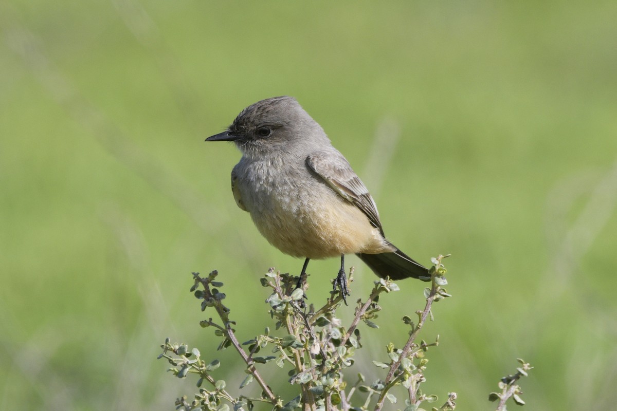 Say's Phoebe - Mark Golan