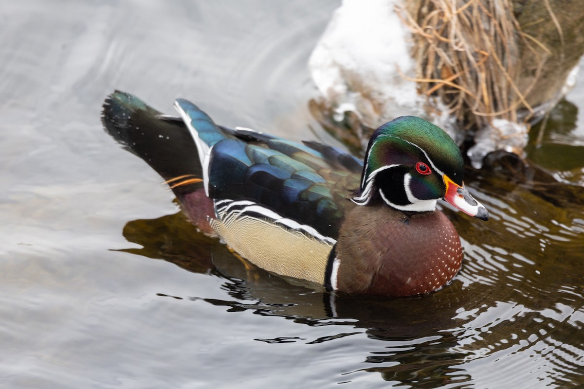 Wood Duck - ML615253001