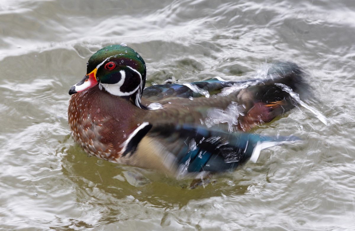 Wood Duck - ML615253003