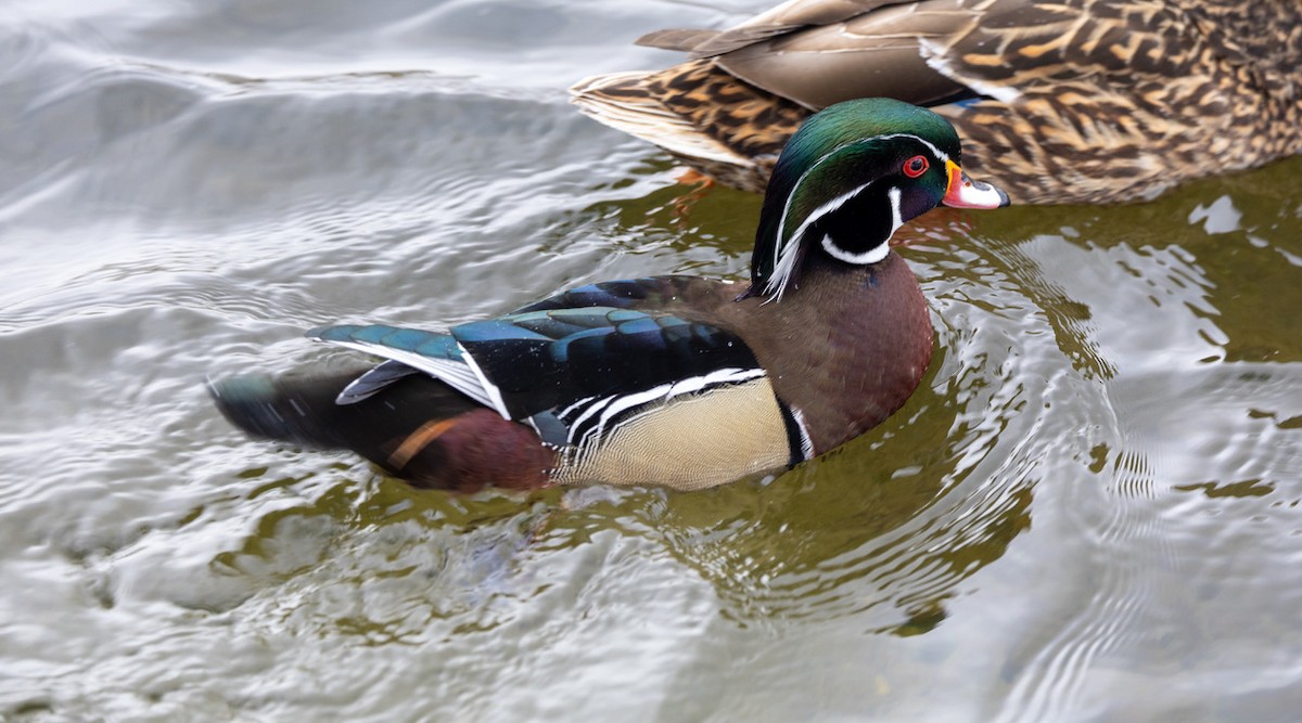 Wood Duck - ML615253004