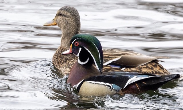 Wood Duck - ML615253005