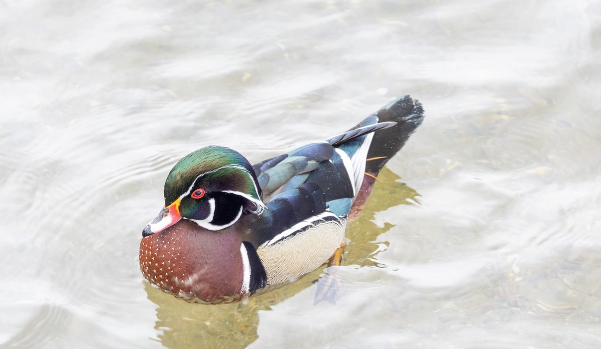 Wood Duck - ML615253006