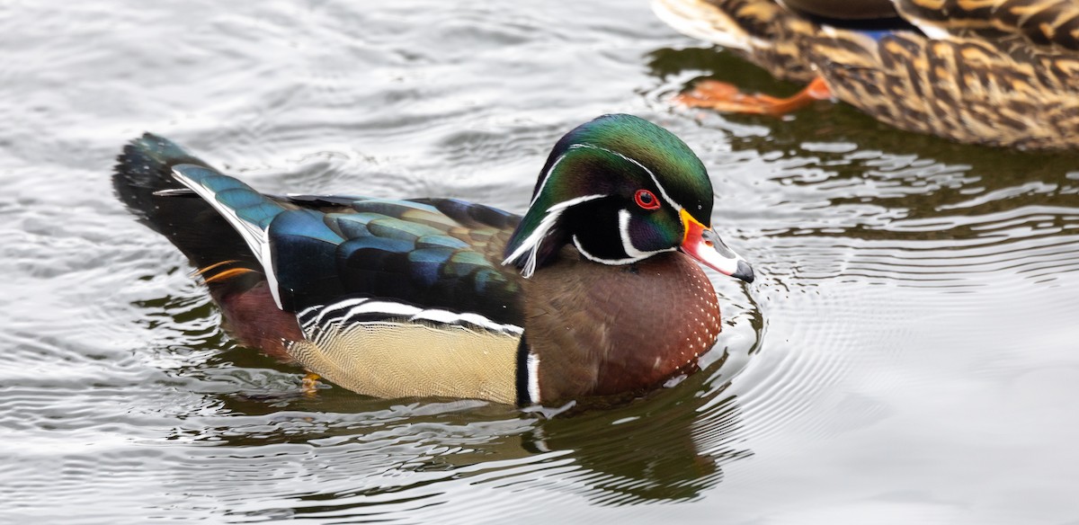 Wood Duck - ML615253007