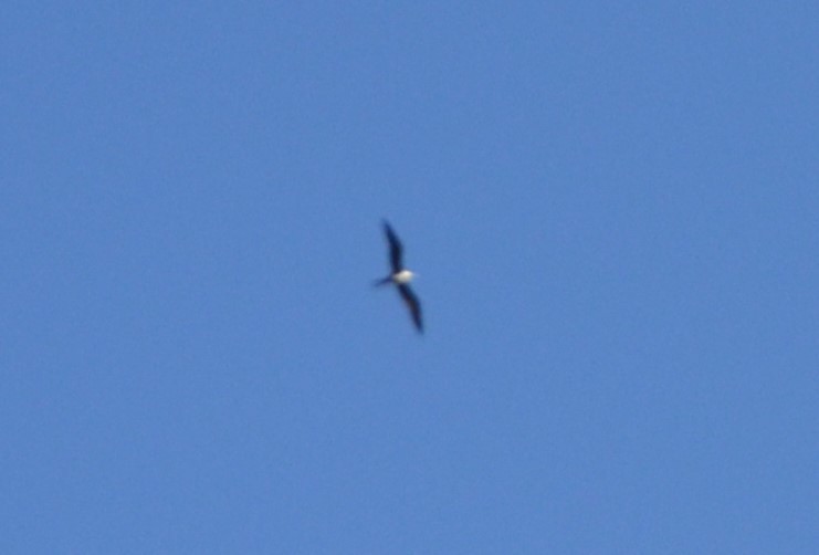 Magnificent Frigatebird - ML615253023