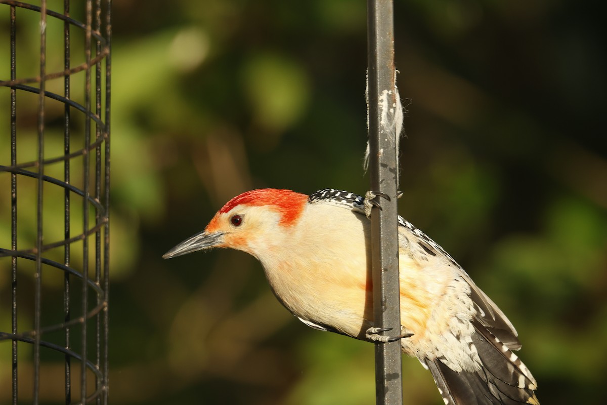 Red-bellied Woodpecker - ML615253026