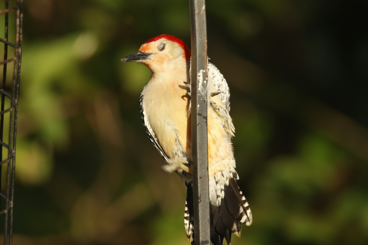 Red-bellied Woodpecker - ML615253027