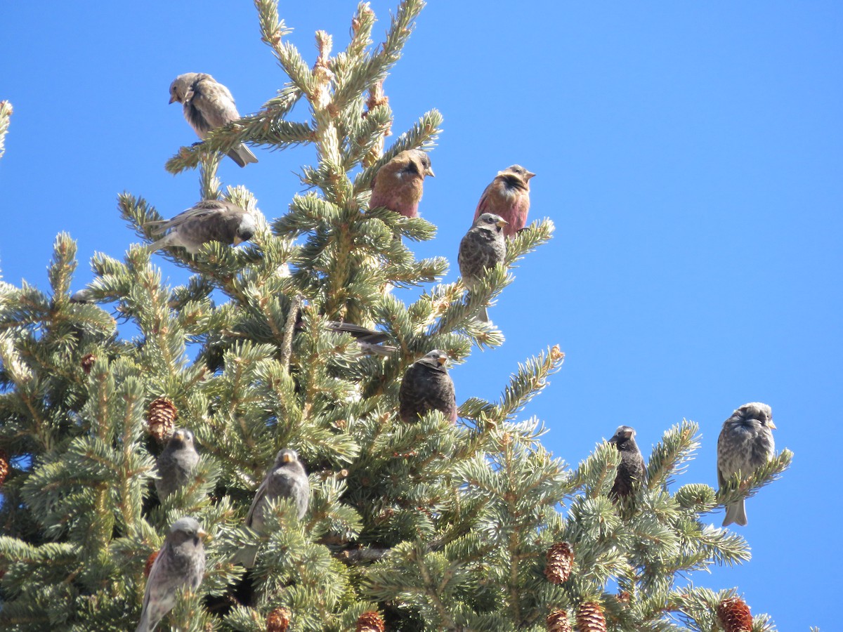 rosy-finch sp. - ML615253035