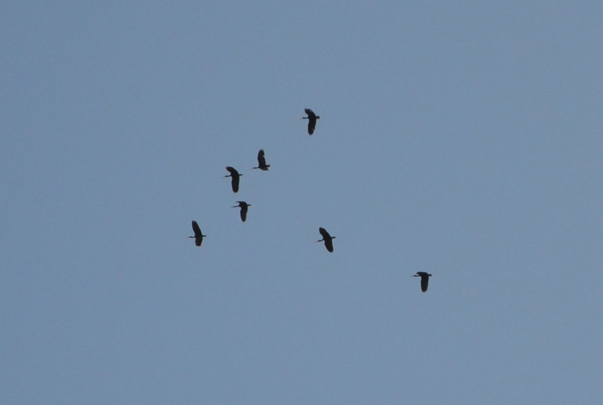 ibis tmavý - ML615253038