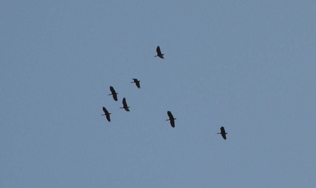 ibis tmavý - ML615253039