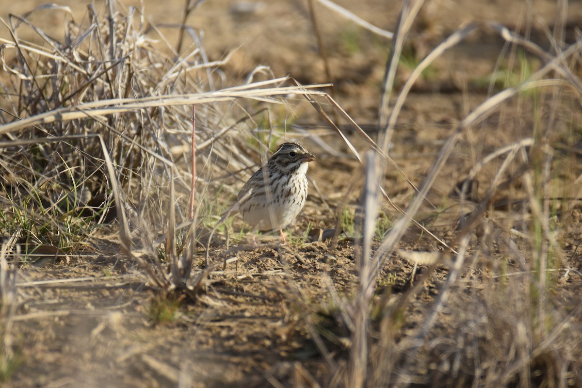 Savannah Sparrow - ML615253045