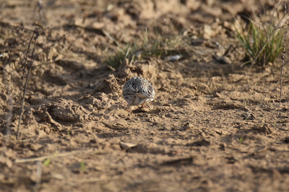 Savannah Sparrow - ML615253046