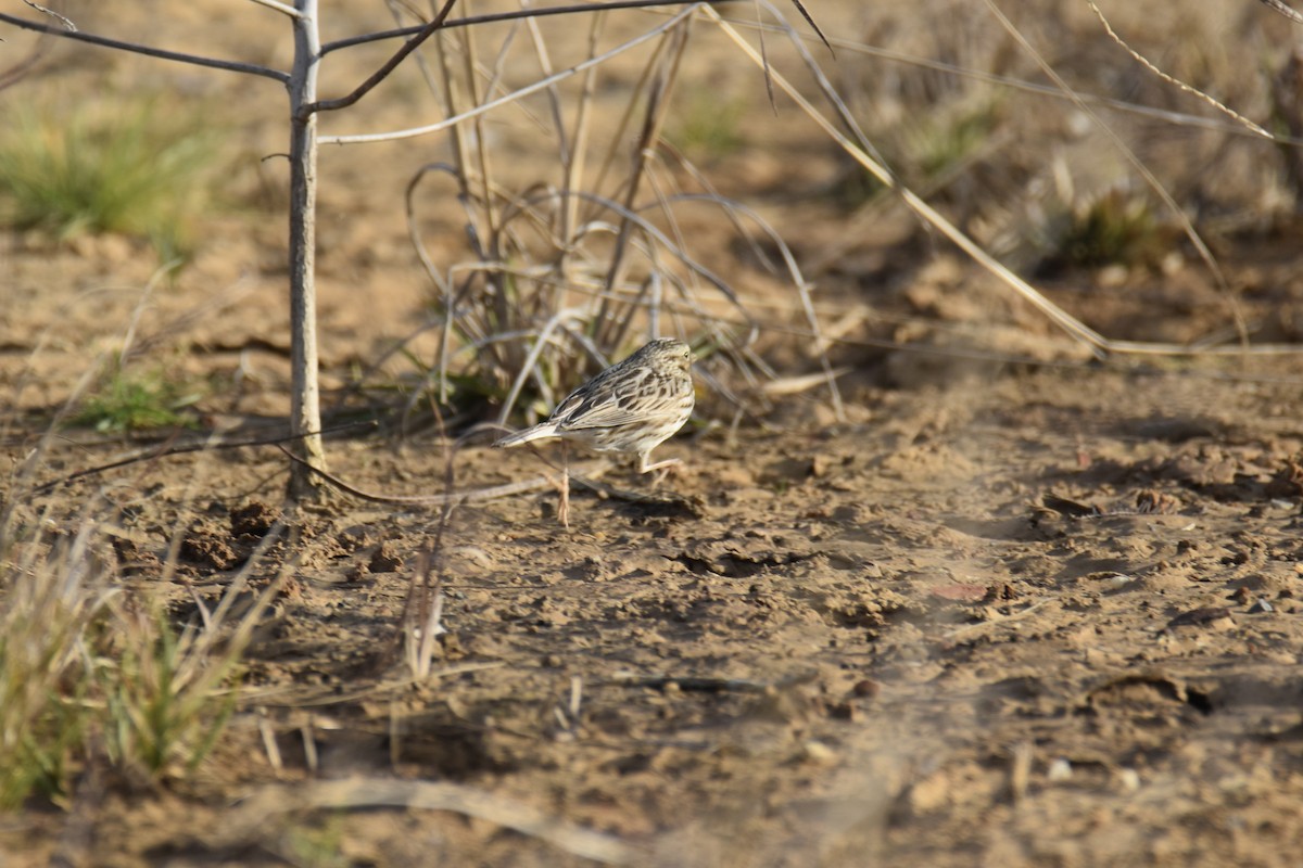 Savannah Sparrow - ML615253047