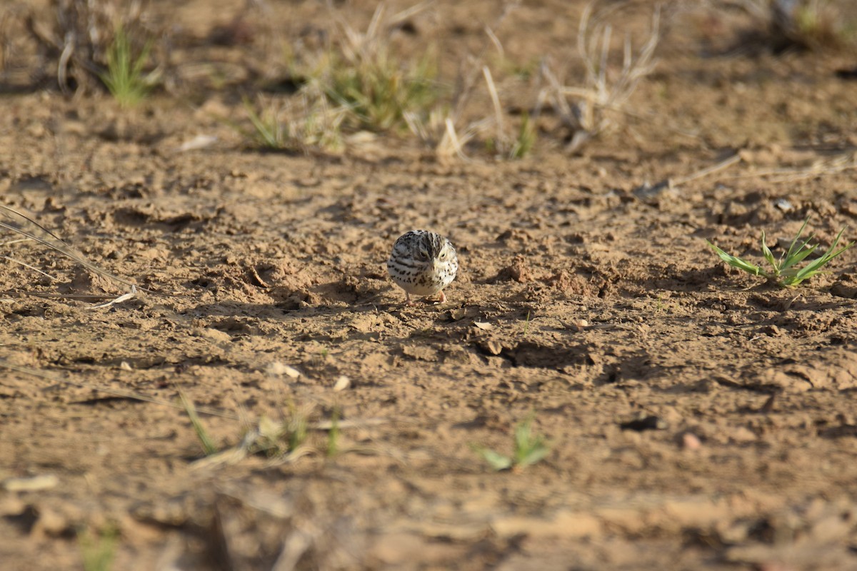 Savannah Sparrow - ML615253048