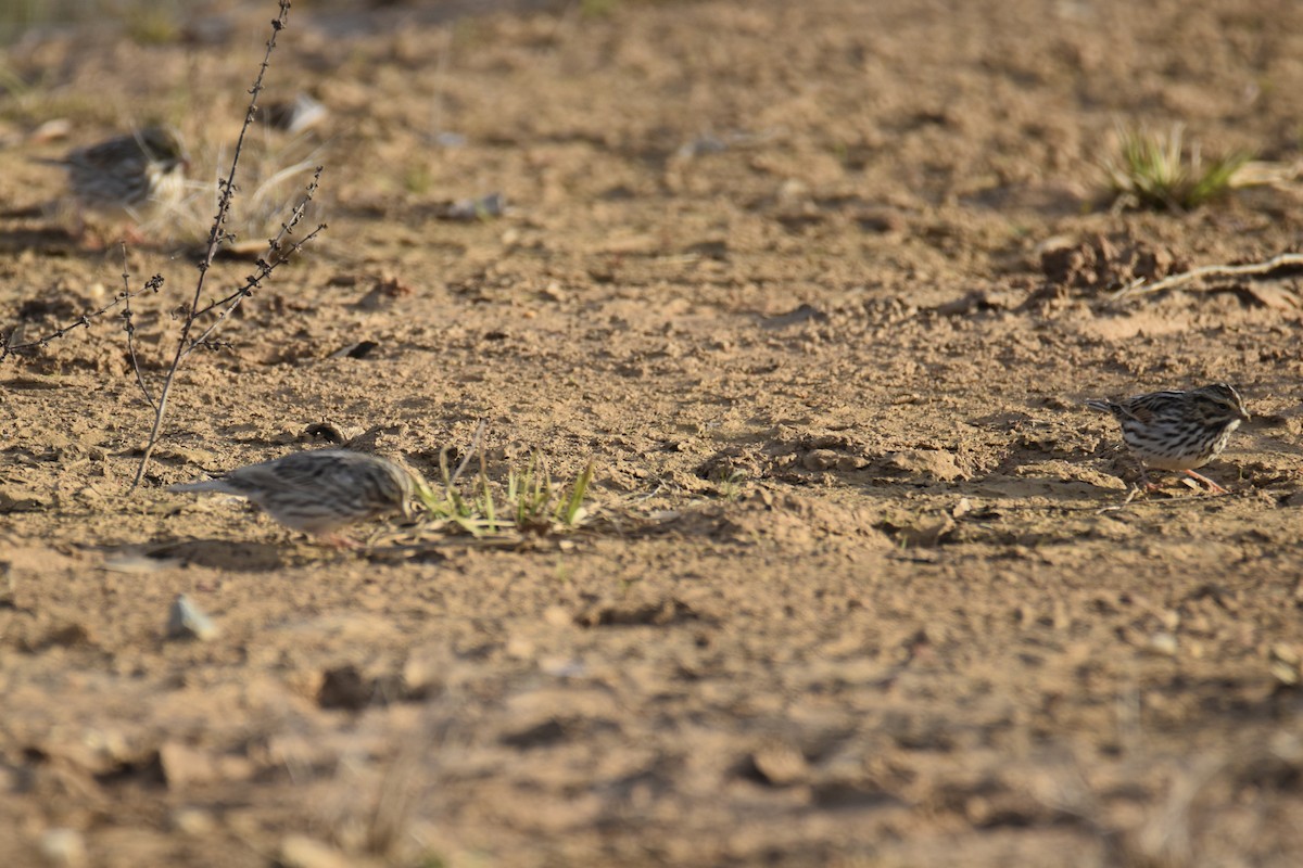 Savannah Sparrow - ML615253051