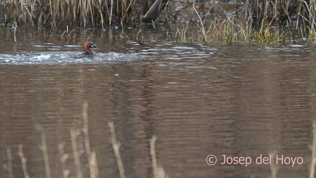 Little Grebe - ML615253070