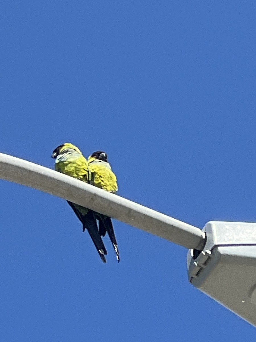 Nanday Parakeet - ML615253090