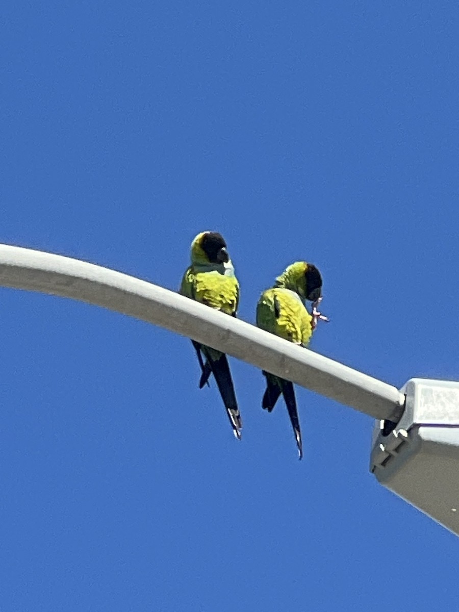 Nanday Parakeet - ML615253091