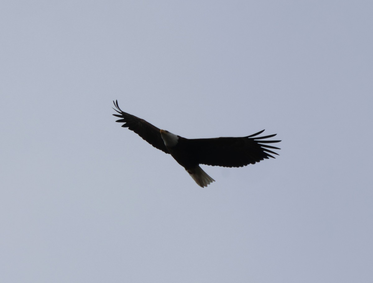 Bald Eagle - ML615253117